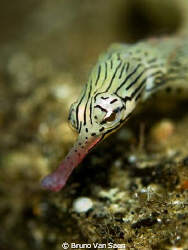 Pipe fish, Nikon D200, 60mm, F5, 1/200 by Bruno Van Saen 